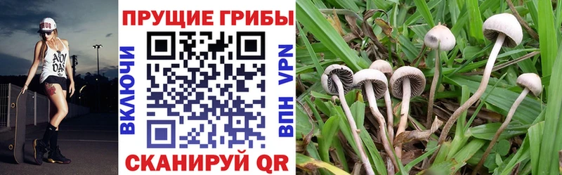 Купить  Дигора  Псилоцибиновые грибы GOLDEN TEACHER 